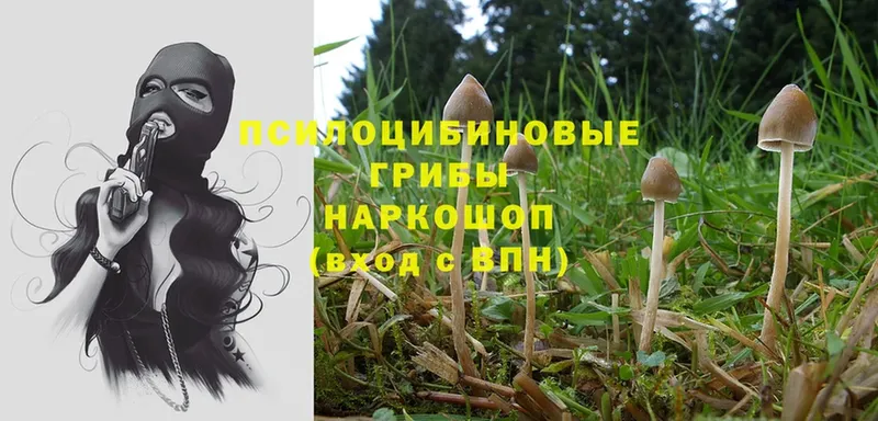 Псилоцибиновые грибы Magic Shrooms  Горняк 